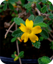 Damiana Leaf ProtoFlow ingredient