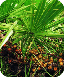 Saw Palmetto ProtoFlow ingredient