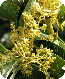 Muira Puama ProtoFlow ingredient