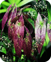 Epimedium ProtoFlow ingredient