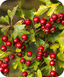 Hawthorn Berry ProtoFlow ingredient