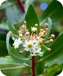 Catuaba Bark ProtoFlow ingredient